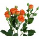 Роза кустовая «Беби оранжевая»