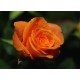 Роза оранжевая